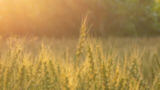 23866008_s